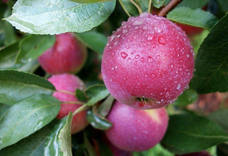 Яблоня солнышко: описание сорта и его фото, особенности выращивания и характеристики selo.guru — интернет портал о сельском хозяйстве