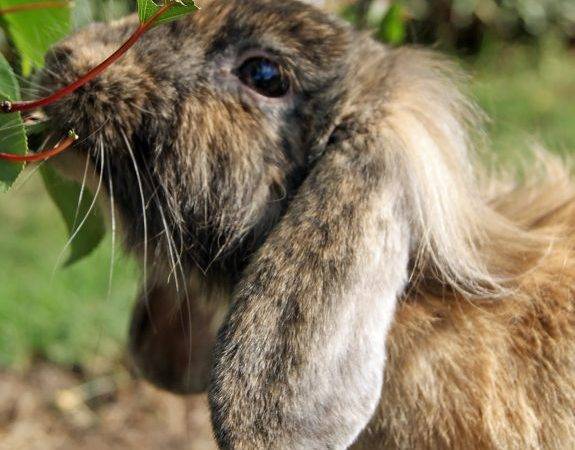 Каким веточным кормом можно и нельзя кормить кроликов?