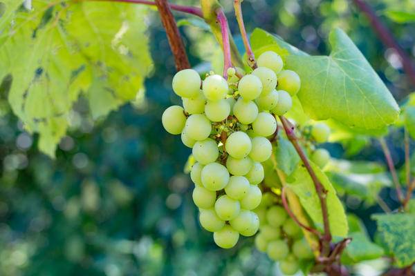 Полив винограда летом – особенности процесса + видео