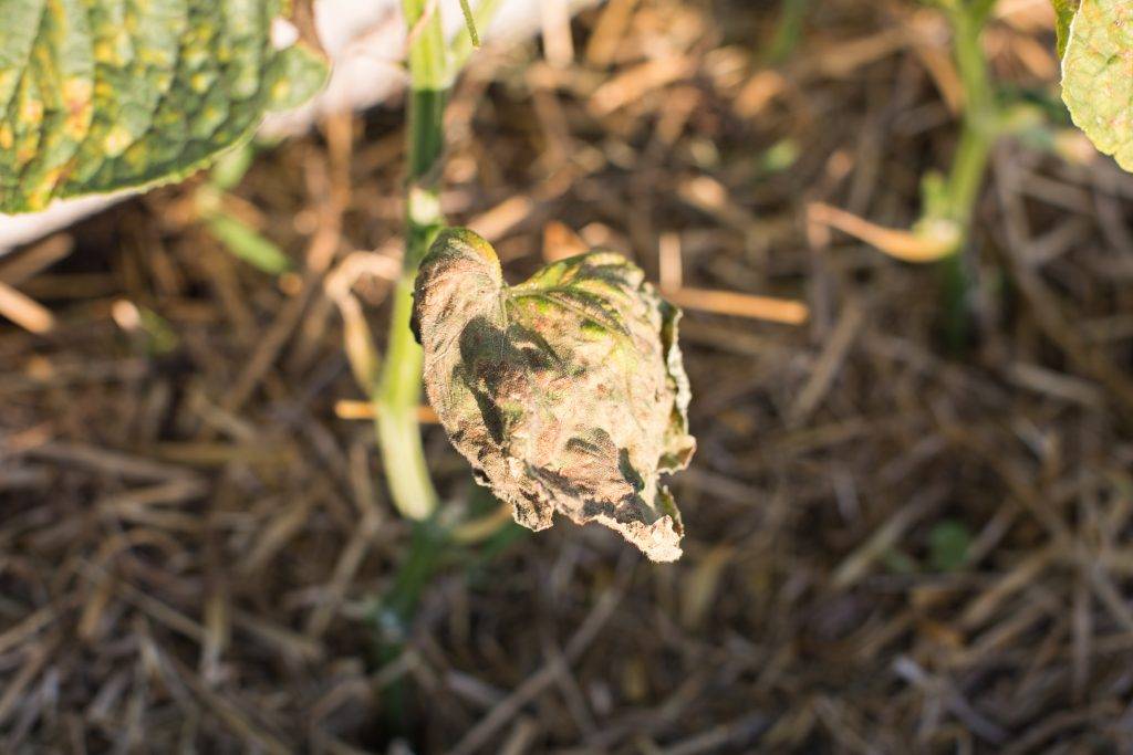 Почему рассада огурцов желтеет и сохнет при выращивании в теплице и грунте
