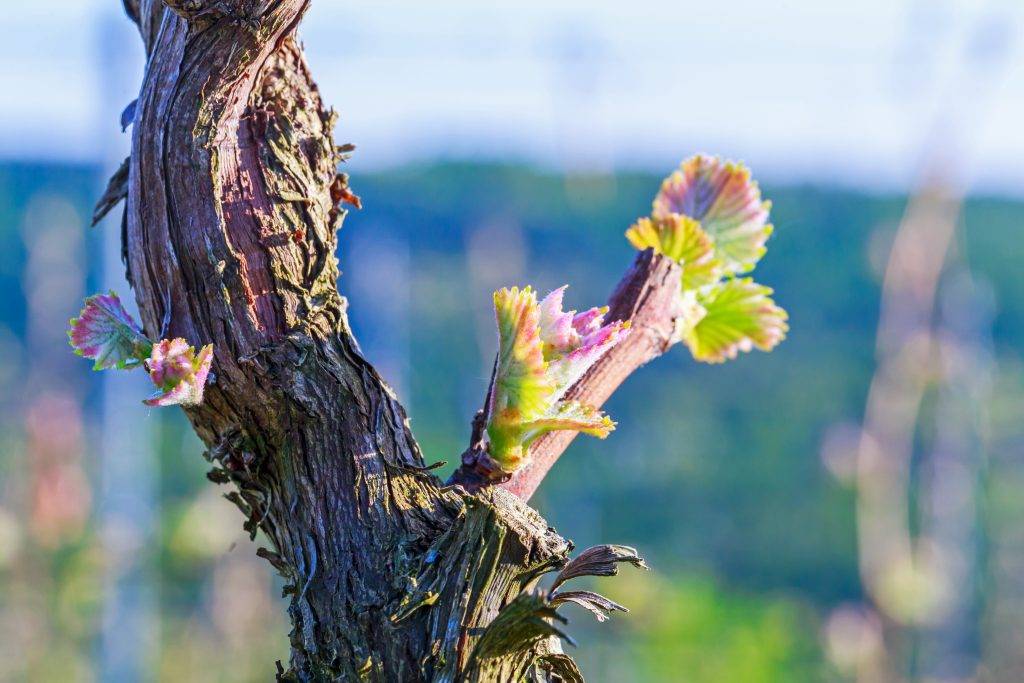 Посадка винограда в 2020 году: сроки, выращивание и уход