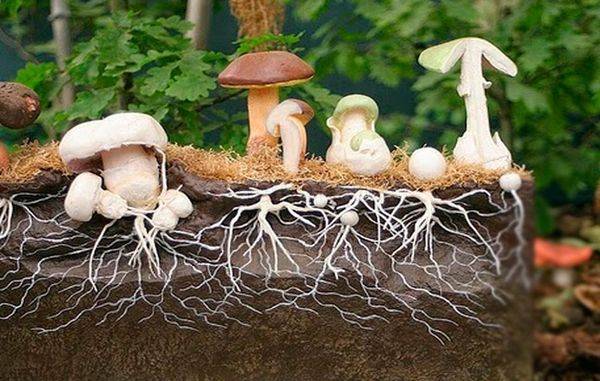 Плодовое тело гриба: чем образовано, что это такое