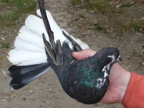 Торцовые голуби какие породы умеют торцевать - дневник садовода amparagroup.ru