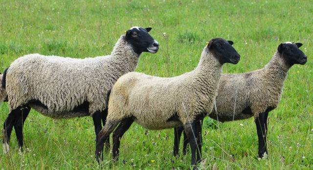 Бараны и овцы романовской породы — описание, характеристика, условия содержания. | cельхозпортал