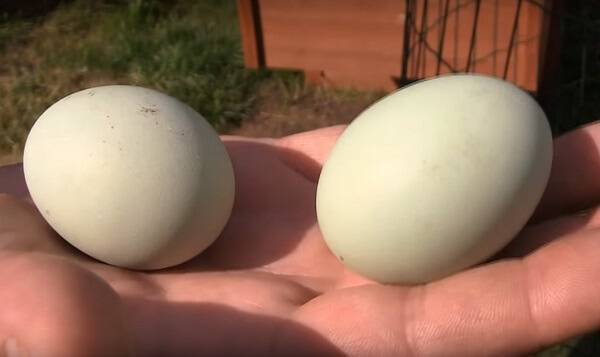 Все об инкубации куриных яиц: технология инкубирования, фото- и видеообзор