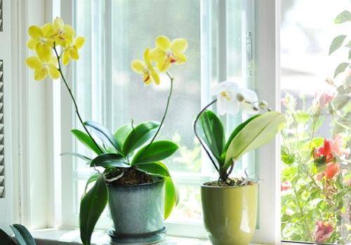 Как ухаживать за орхидеей. что нужно, чтобы цветок орхидея был в цвету | огородники