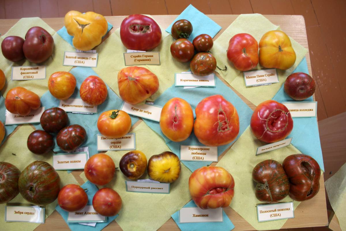 Характеристика сорта томатов бурракерские любимцы - мыдачники