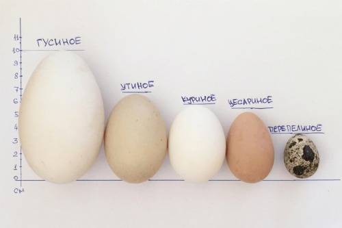 Польза гусиных яиц