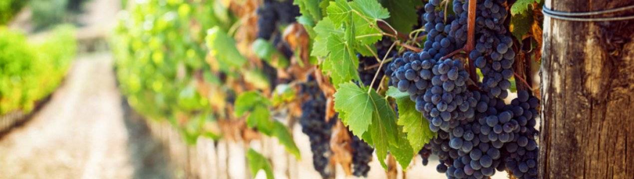 Описание сорта винограда кишмиш «Запорожский» с фото и отзывами
