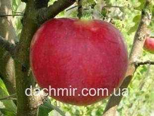Яблоня мантет: описание и фото сорта, уход и защита от вредителей selo.guru — интернет портал о сельском хозяйстве