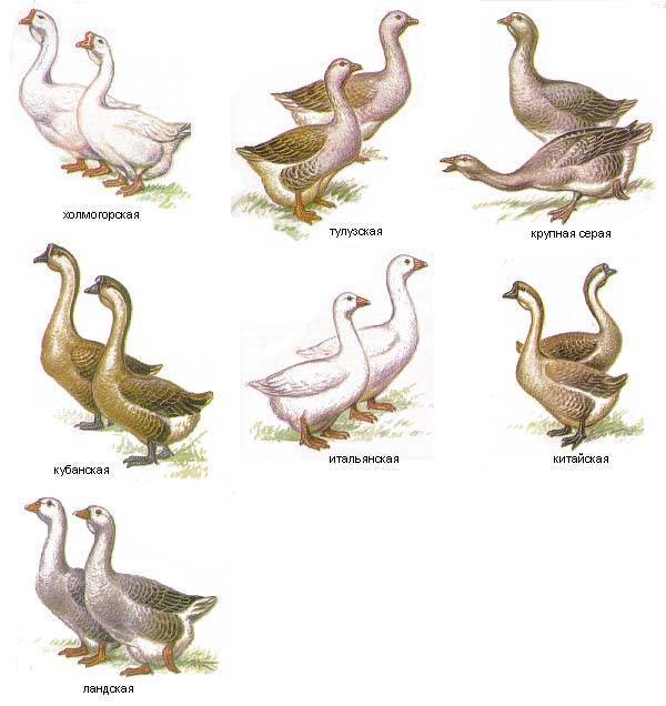 Холмогорские гуси: характеристика и описание породы, особенности выращивания птицы
