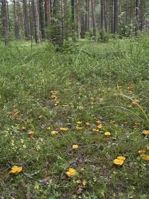 Где и как растут лисички в лесу: видео, фото грибов и советы по сбору