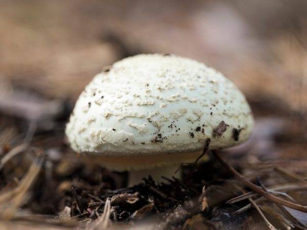Ложный шампиньон или желтокожий (рыжеющий) -  описание гриба, съедобность. фото и видео.