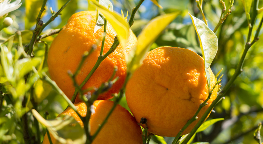 Апельсин: полезные свойства | food and health