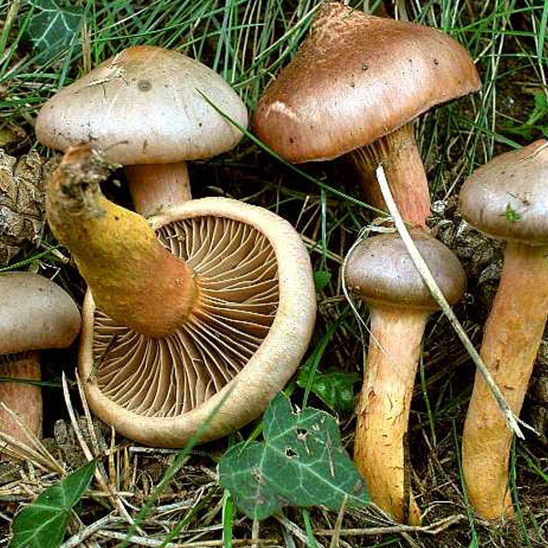 Описание гриба мокруха и как он выглядит (+25 фото)?