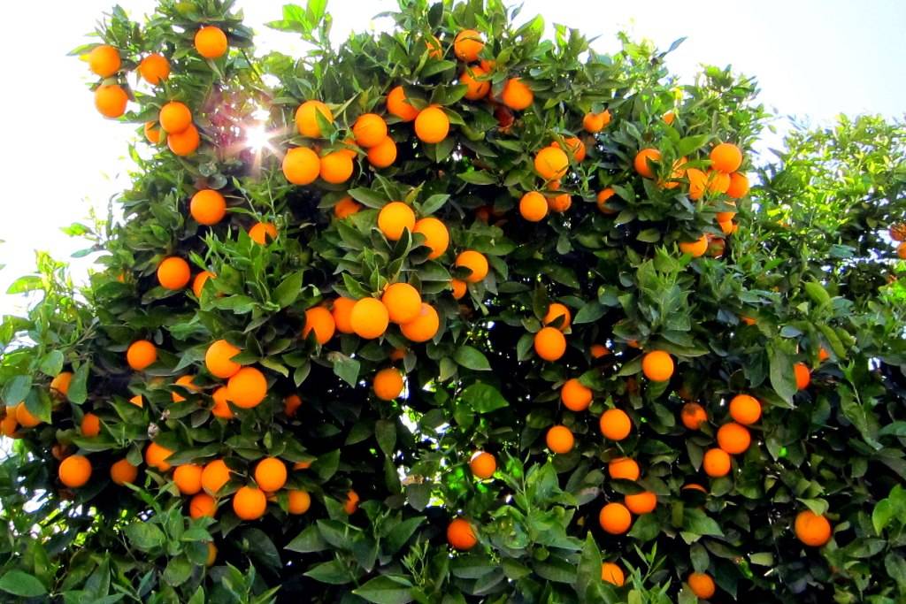 Смесь апельсина и мандарина: как называется гибрид цитрусовых, грейпфрута, лимона и других фруктов, название тангор