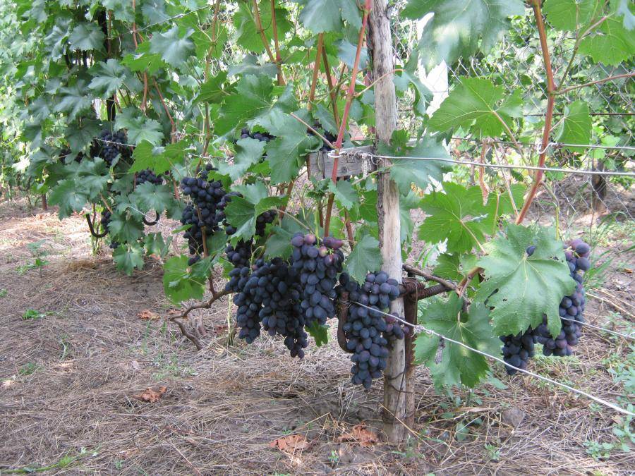 Виноград забава: описание традиционного сорта, характеристики урожайности