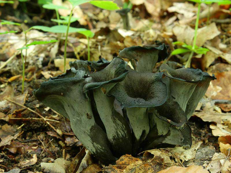 Черные лисички (craterellus cornucopioides): фото, описание, как готовить и где растут эти грибы