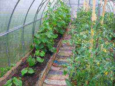 Выращивание рассады томатов по методу галины кизима