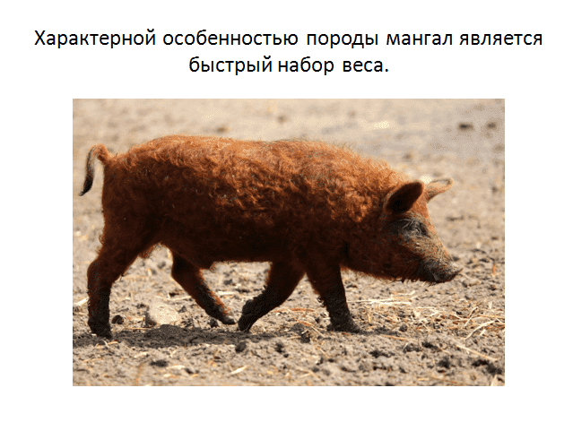Свиньи породы мангалица: описание, характеристика, мнения животноводов