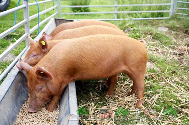 Эффективный откорм свиней в домашних условиях