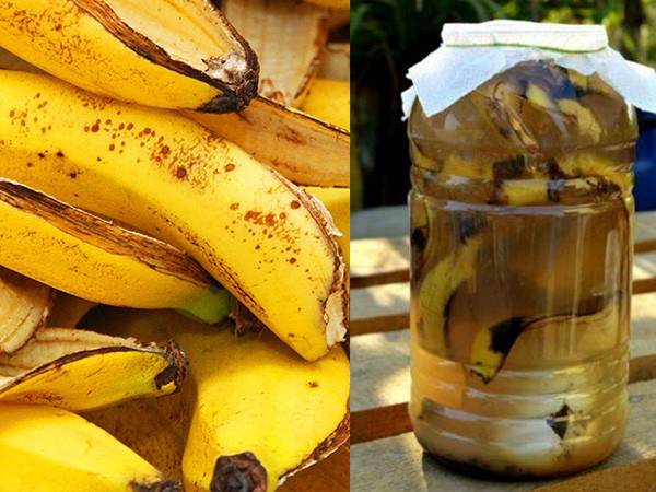 Удобрение из банановой кожуры: как сделать подкормку для огорода из шкурки банана? для каких растений можно использовать корки в качестве удобрения?