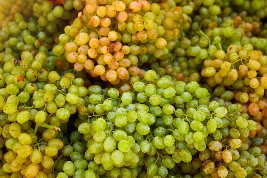 Кишмиш запорожский — виноград