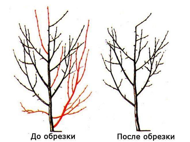 Обрезка яблонь: когда и как правильно делать, особенности осенью и в другое время года