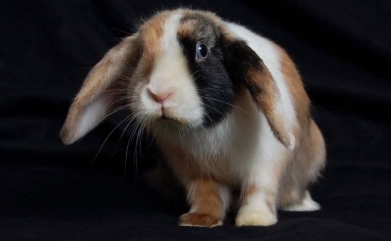 Декоративные кролики: породы, уход и содержание, чем кормить, разведение, размножение, отзывы владельцев