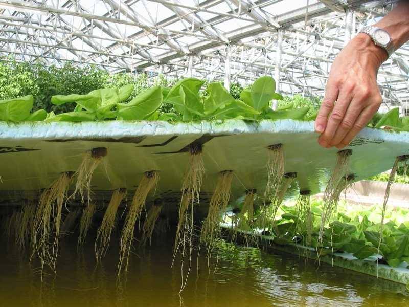Технология выращивания зелени на гидропонике в домашних условиях