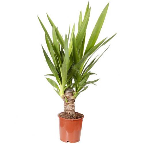 Юкка (65 фото): что это за растение? уход за пальмой в домашних условиях, виды комнатного цветка юкка коротколистная и шидигера