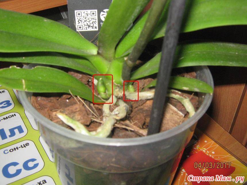 Детка орхидеи на цветоносе: можно ли и как вырастить, что для этого делать, чтобы потомство дало корни и как отделить от матери, если они появились, а также фото selo.guru — интернет портал о сельском хозяйстве
