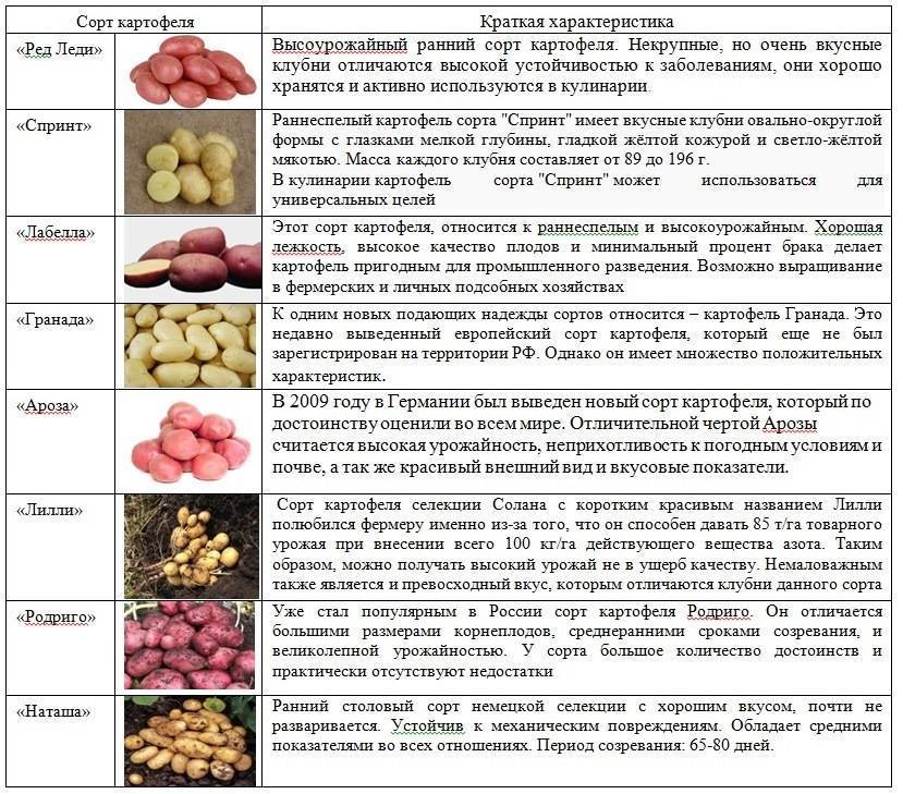 Ред Леди Картофель Характеристика Фото