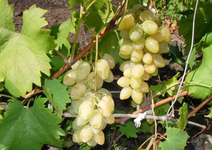 Какие существуют сорта мускатного винограда