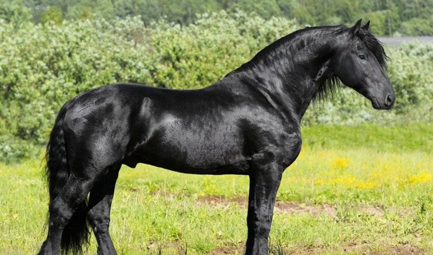 Чёрная жемчужина фрисландии — фризская порода лошадей
