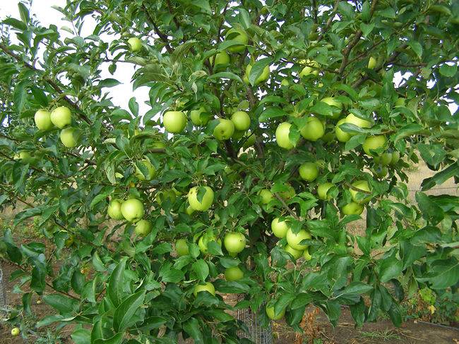 Яблоня голден делишес — описание сорта, фото, отзывы