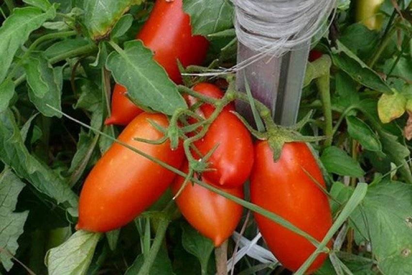 Томат "розмарин f1": характеристика и описание гибрида помидор с фото, отзывы тех, кто сажал об урожайности и история создания