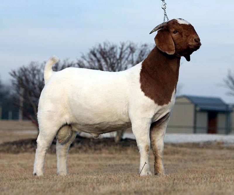 Мясные породы коз: описание и выращивание