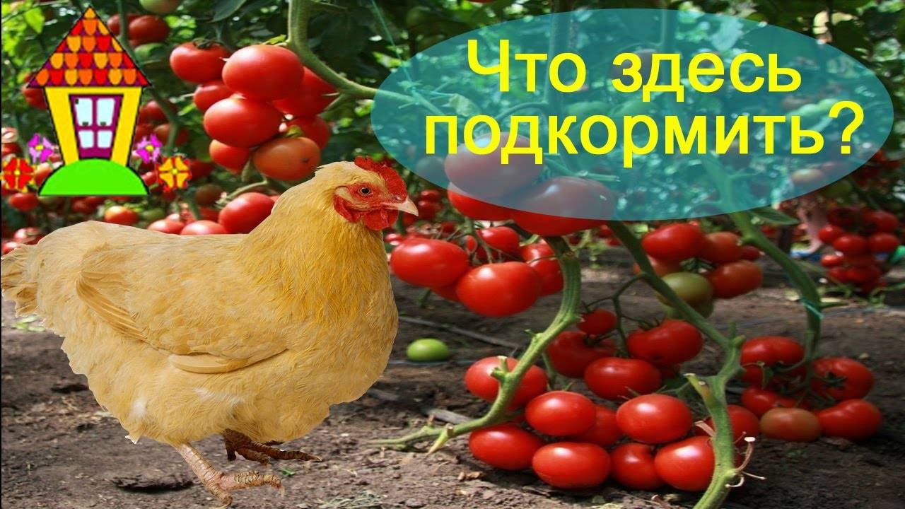 Как развести куриный помет для подкормки томатов