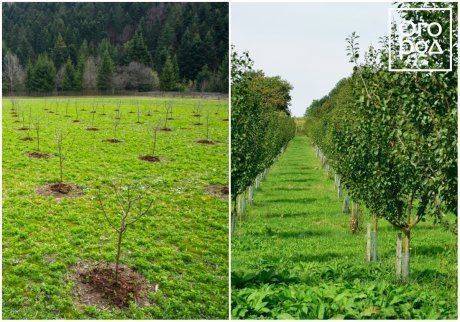 Посадка яблонь саженцами осенью и весной: пошаговая инструкция