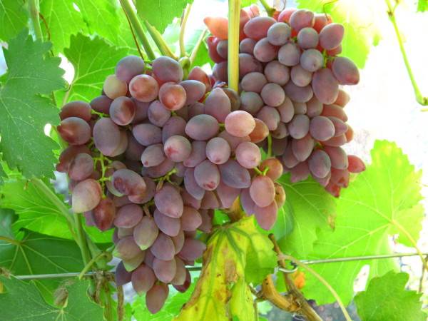 Комнатный виноград - выращивание и уход в домашних условиях * vinograd-loza