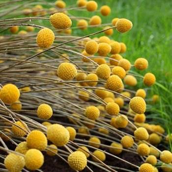 Краспедия: красивое травянистое растение для открытого грунта