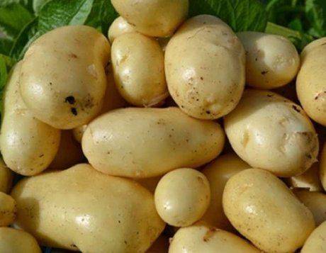 Топ-70 самых интересных и распространенных сортов картофеля