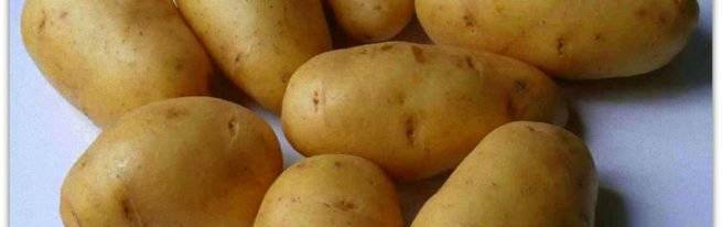 Сорт картофеля импала: описание, посадка и уход русский фермер