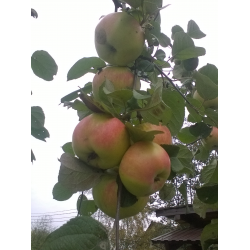 Особенности ухода за сортом яблони богатырь