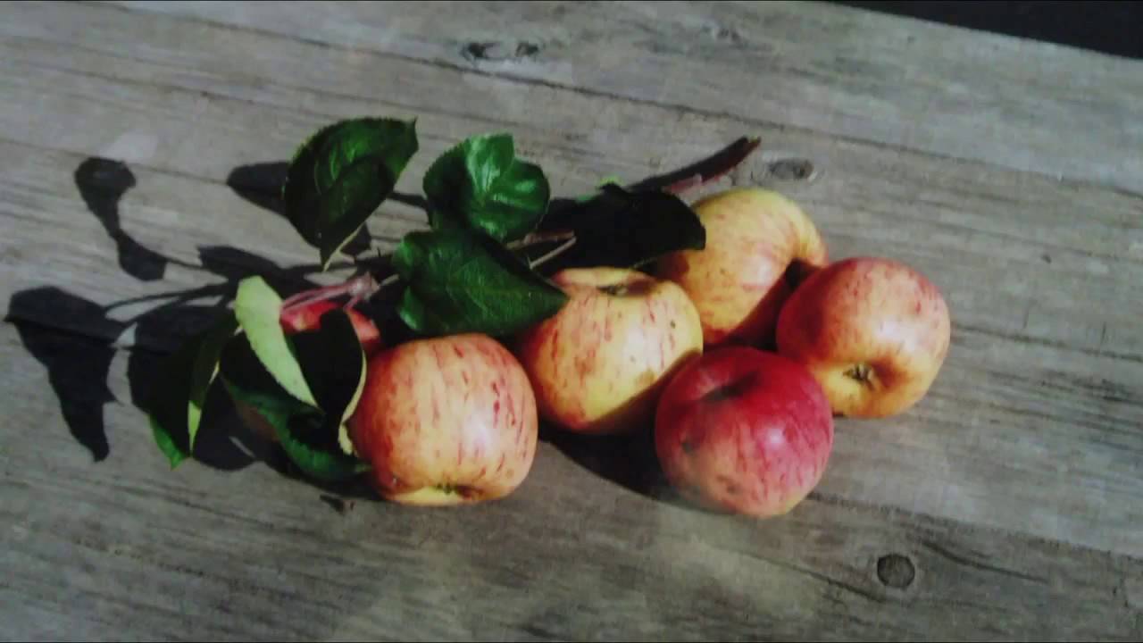 Сорта яблони для ленинградской области: 9 лучших сортов