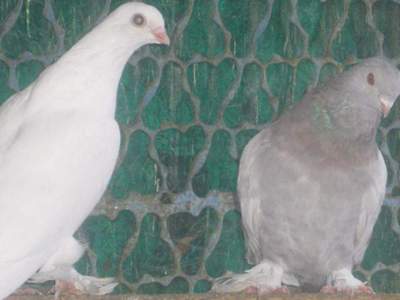 Виды бойных голубей и их обзор