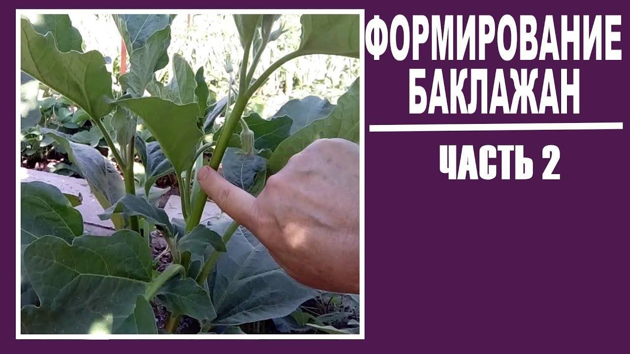 Как вырастить баклажаны в открытом грунте - посадка и уход