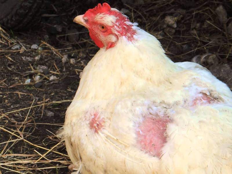 У курицы выпал яйцевод: что делать и как лечить воспаление?