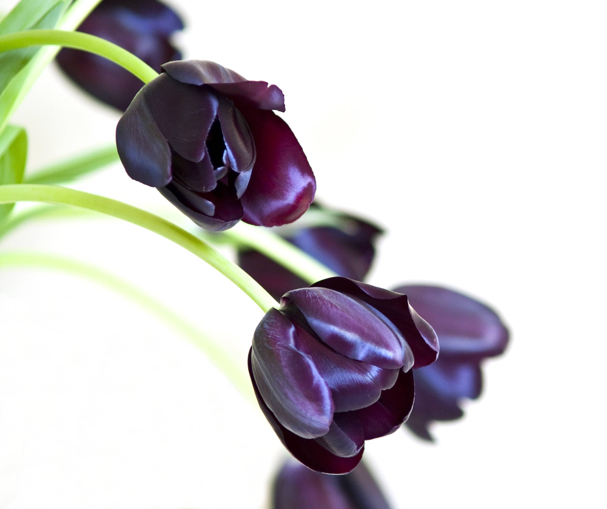 Черные тюльпаны (44 фото): история выведения темных сортов, посадка и уход